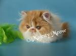 Lillian - Persian Cat For Sale - Yucca Valley, CA, US