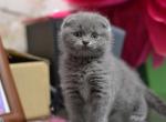 Felix scottish fold male kitten in blue color - Scottish Fold Cat For Sale - Hollywood, FL, US