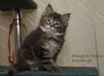 Venera tortie color Maine Coon cat - Maine Coon Cat For Sale - Hollywood, FL, US