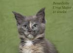 Ursa blue creamy color Maine Coon kitten - Maine Coon Cat For Sale - Hollywood, FL, US