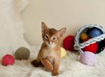 Ginger Abyssinian male kitten in sorrel color - Abyssinian Cat For Sale - Miami, FL, US