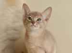 Sam Abyssinian male kitten in warm fawn color - Abyssinian Cat For Sale - Miami, FL, US