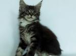 Chicago black marble Maine Coon - Maine Coon Cat For Sale - Hollywood, FL, US