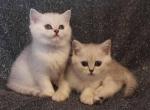 Finn and Max two Chinchilla kittens - Scottish Straight Cat For Sale - Hollywood, FL, US