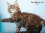 Dolly purebred Maine Coon - Maine Coon Cat For Sale - Hollywood, FL, US