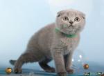 Andrew Scottish fold male kitten - Scottish Fold Cat For Sale - Hollywood, FL, US