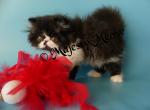 Gosha - Persian Cat For Sale - Yucca Valley, CA, US