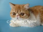 Isya - Exotic Cat For Sale - Yucca Valley, CA, US