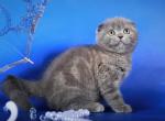 Timur Scottish fold male kitten in a blue color - Scottish Fold Cat For Sale - Hollywood, FL, US