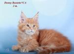 Denny amazing Maine Coon male kitten - Maine Coon Cat For Sale - Hollywood, FL, US