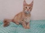 Leonardo purebred male Maine Coon kitten in a red - Maine Coon Cat For Sale - Hollywood, FL, US