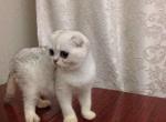 Gloria chinchilla color Scottish fold - Scottish Fold Cat For Sale - Hollywood, FL, US