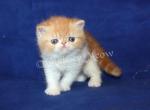 Asol - Exotic Cat For Sale - Yucca Valley, CA, US