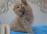 Soffi Scottish fold highland longhair female - Scottish Fold Cat For Sale - Hollywood, FL, US