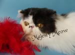 Benito - Persian Cat For Sale - Yucca Valley, CA, US