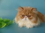 Asya - Persian Cat For Sale - Yucca Valley, CA, US