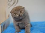 Denis blue color Scottish fold female - Scottish Fold Cat For Sale - Hollywood, FL, US