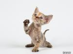 Felichita purebred Devon Rex female kitten - Devon Rex Cat For Sale - Miami, FL, US