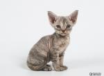 Funny purebred Devon Rex in a blue creamy color - Devon Rex Cat For Sale - Miami, FL, US