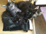 Elvira black color female Maine Coon - Maine Coon Cat For Sale - Hollywood, FL, US