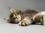 Edita female Maine Coon kitten - Maine Coon Cat For Sale - Hollywood, FL, US