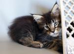 Emma purebred Maine Coon female kitten - Maine Coon Cat For Sale - Hollywood, FL, US