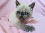 Maggie exotic color point female kitten - Exotic Cat For Sale - Miami, FL, US