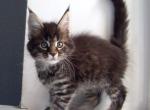 King Richard black tiger Maine Coon - Maine Coon Cat For Sale - Hollywood, FL, US