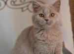 Susanna lilac color Scottish straight female - Scottish Straight Cat For Sale - Hollywood, FL, US