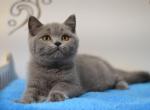 Season blue color Scottish straight male kitten - Scottish Straight Cat For Sale - Hollywood, FL, US