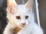 Arnold purebred Snow White male Maine Coon - Maine Coon Cat For Sale - Hollywood, FL, US