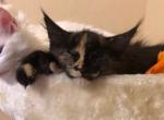 America black tortie Maine Coon - Maine Coon Cat For Sale - Hollywood, FL, US