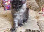 Arisha black smokey female Maine Coon - Maine Coon Cat For Sale - Hollywood, FL, US