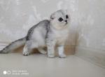 Bastin silver chinchilla male Scottish fold - Scottish Fold Cat For Sale - Hollywood, FL, US