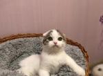 Kasy black marble on white Scottish fold - Scottish Fold Cat For Sale - Hollywood, FL, US