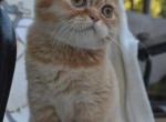 Charlie red color Scottish fold male kitten - Scottish Fold Cat For Sale - Hollywood, FL, US