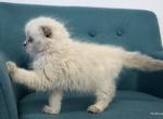 Elfin Scottish fold blue point male kitten - Scottish Fold Cat For Sale - Hollywood, FL, US