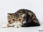 Peanut black marble Exotic shorthair kitten - Exotic Cat For Sale - Miami, FL, US