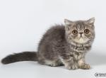 Felix blue marble Exotic shorthair male kitten - Exotic Cat For Sale - Miami, FL, US