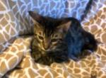 Ozzie - Bengal Cat For Sale - FL, US