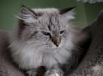 Siberian  retired female - Siberian Cat For Sale/Retired Breeding - New York, NY, US