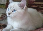 Byarik Scottish straight male kitten - Scottish Straight Cat For Sale - Hollywood, FL, US