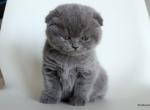 Luna Scottish fold female kitten - Scottish Fold Cat For Sale - Hollywood, FL, US