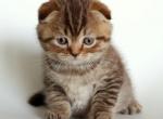 Oreo chocolate tabby Scottish fold male kitten - Scottish Fold Cat For Sale - Hollywood, FL, US