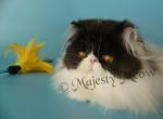 Palcasha - Persian Cat For Sale - Yucca Valley, CA, US