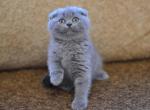 Fifi Scottish fold female kitten - Scottish Fold Cat For Sale - Hollywood, FL, US