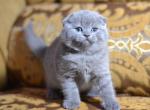 Bobby Scottish fold male kitten - Scottish Fold Cat For Sale - Hollywood, FL, US