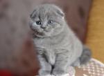 Cutie Kitty Scottish fold female kitten - Scottish Fold Cat For Sale - Hollywood, FL, US