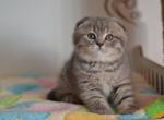 Russik Scottish fold male kitten - Scottish Fold Cat For Sale - Hollywood, FL, US