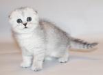 Kalipso Scottish fold chinchilla color female - Scottish Fold Cat For Sale - Hollywood, FL, US